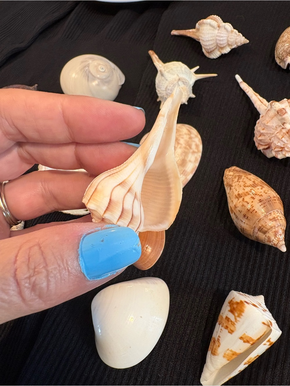 SEASHELLS ~ 🐚 Natural Seashell Collection Lot Set Real Shells! - Picture 14 of 16